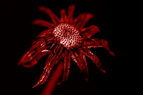 Dead Dewy Rotting Salsify Flower (Red Shade Photo)