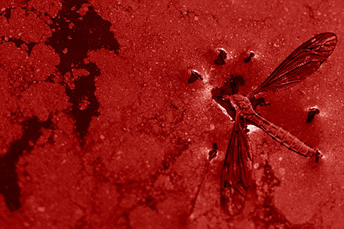 Dead Floating Crane Fly Partly Submerged Among Oily Water (Red Shade)