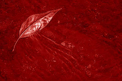 Dead Floating Leaf Creates Shallow Water Ripples (Red Shade Photo)