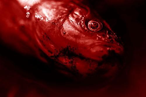 Dead Freshwater Whitefish Washed Ashore (Red Shade)