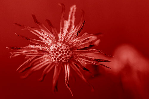Dead Frozen Ice Covered Aster Flower (Red Shade Photo)