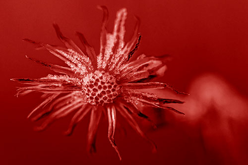 Dead Frozen Ice Covered Aster Flower (Red Shade)
