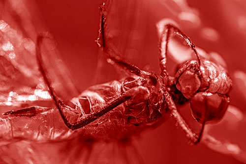Dead Grotesque Dragonfly Peeling Eye Apart (Red Shade)