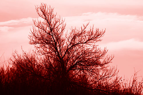 Dead Leafless Tree Standing Tall (Red Shade Photo)