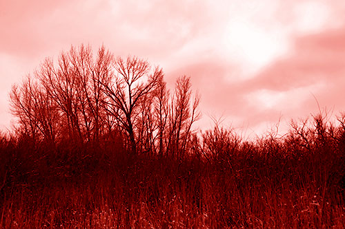 Dead Winter Tree Clusters Among Tall Grass (Red Shade Photo)