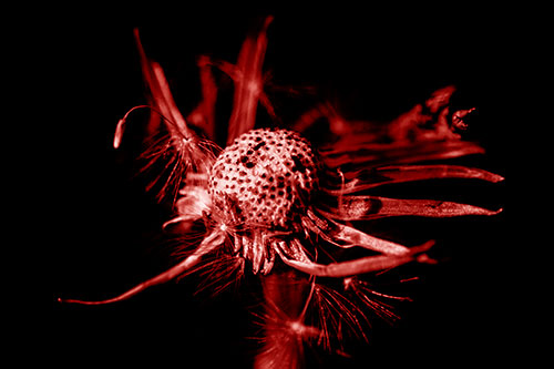 Decaying Seed Toothed Dandelion Creature (Red Shade)