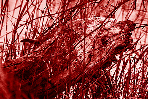 Decaying Serpent Tree Log Creature (Red Shade Photo)