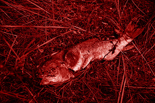 Deceased Salmon Fish Rotting Among Grass (Red Shade Photo)