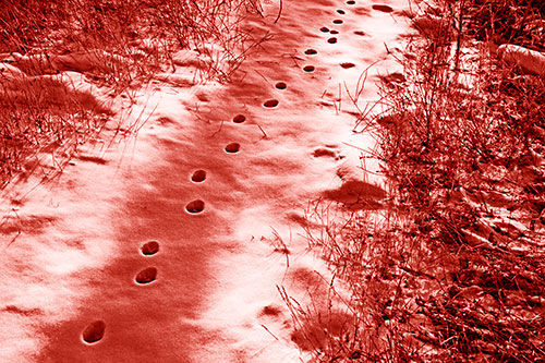 Deep Snow Animal Footprint Markings (Red Shade Photo)