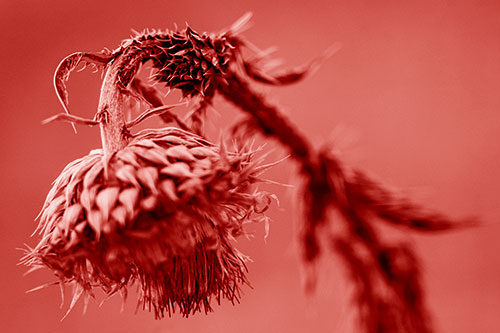 Depressed Slouching Thistle Dying From Thirst (Red Shade Photo)