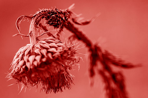 Depressed Slouching Thistle Dying From Thirst (Red Shade)