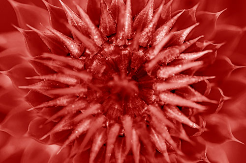 Dew Drops Cover Blooming Thistle Head (Red Shade Photo)