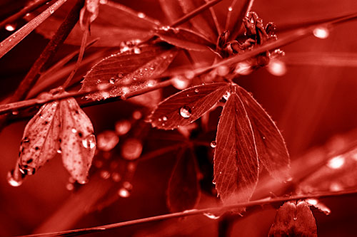 Dew Water Droplets Clutching Onto Leaves (Red Shade Photo)