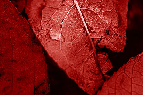 Dewy Eyed Leaf Face Cringing Towards Bug (Red Shade)