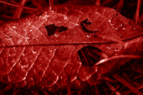 Dewy Pierced Leaf Face Screaming Among Grass Blades (Red Shade)