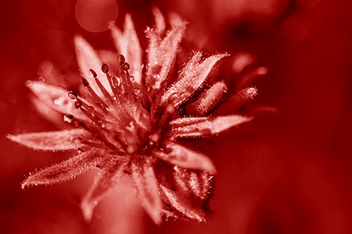 Dewy Spiked Sempervivum Flower (Red Shade Photo)