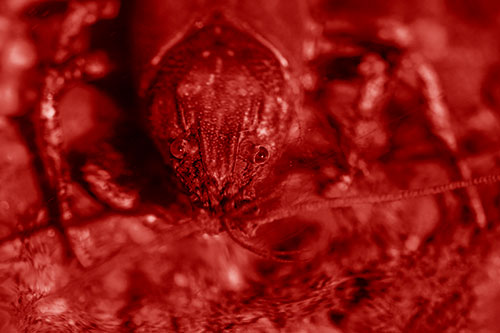 Direct Eye Contact With Water Submerged Crayfish (Red Shade Photo)