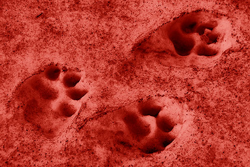 Dirty Dog Footprints In Snow (Red Shade Photo)