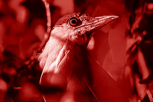 Dirty Faced Black Crowned Night Heron (Red Shade Photo)