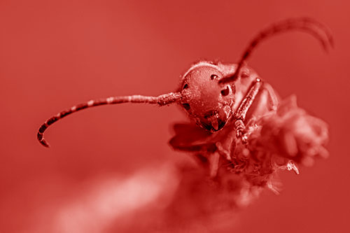 Dirty Milkweed Beetle Climbs Plant Top (Red Shade)