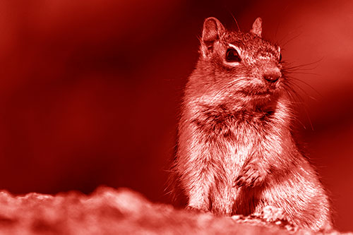 Dirty Nosed Squirrel Atop Rock (Red Shade Photo)