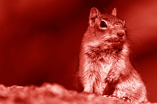 Dirty Nosed Squirrel Atop Rock (Red Shade)
