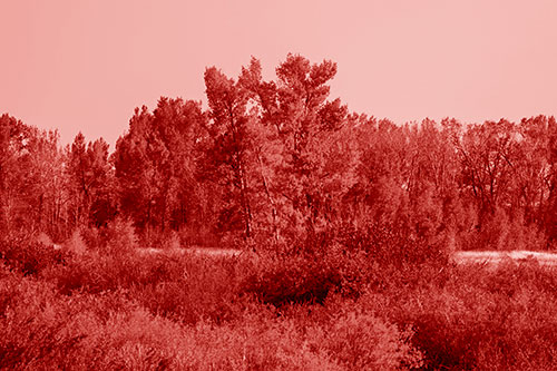Distant Autumn Trees Changing Color Among Horizon (Red Shade Photo)