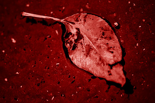 Distressed Rotting Leaf Face Among Wet Pavement (Red Shade)