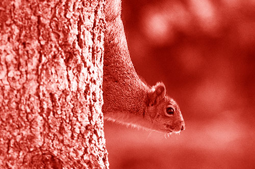 Downward Squirrel Yoga Tree Trunk (Red Shade Photo)