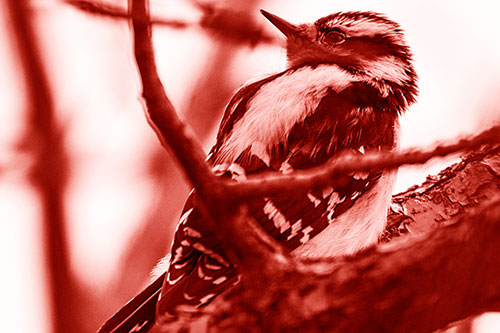 Downy Woodpecker Twists Head Backwards Atop Branch (Red Shade Photo)