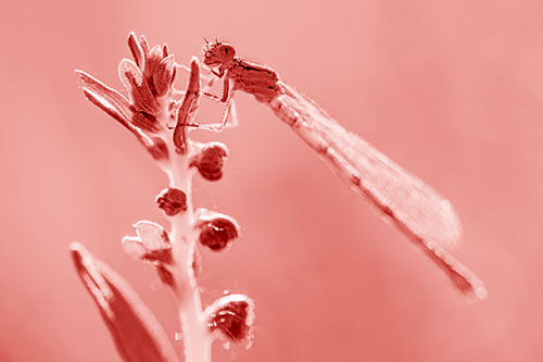 Dragonfly Clings Ahold Plant Top (Red Shade Photo)