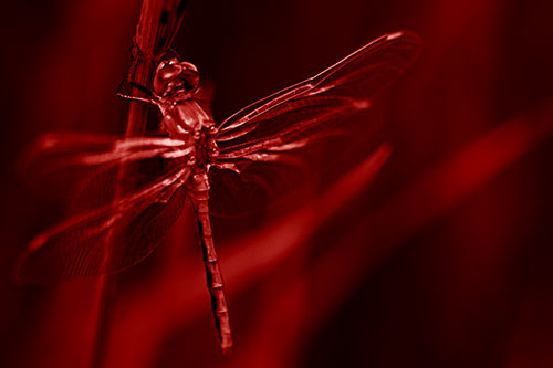 Dragonfly Grabs Ahold Grass Blade (Red Shade Photo)
