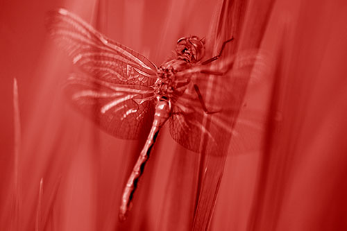 Dragonfly Grabs Grass Blade Batch (Red Shade Photo)