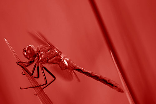 Dragonfly Perched Atop Sloping Grass Blade (Red Shade Photo)