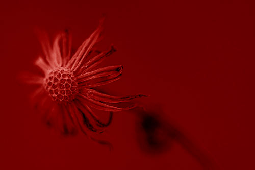 Dried Curling Snowflake Aster Among Darkness (Red Shade Photo)