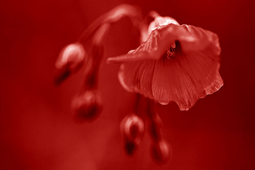 Droopy Flax Flower During Rainstorm (Red Shade Photo)