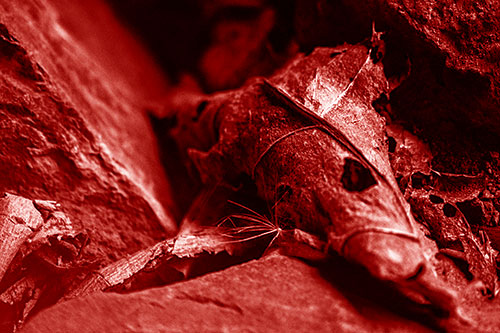 Dry Frowning Leaf Face Resting Between Rocks (Red Shade)