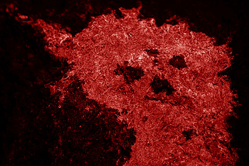 Dry Smirking Moss Face Among Damp Rock Surface (Red Shade)