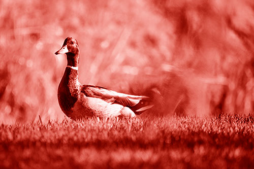 Duck On The Grassy Horizon (Red Shade Photo)