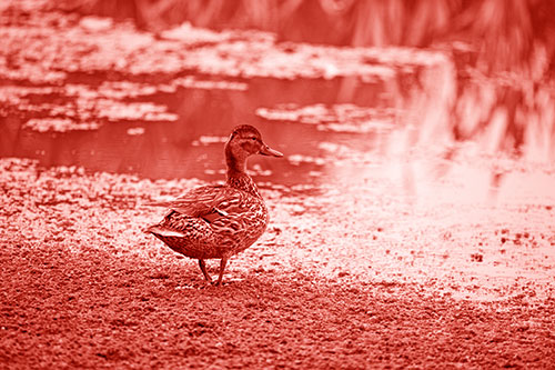 Duck Walking Through Algae For A Lake Swim (Red Shade Photo)