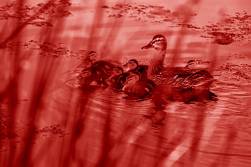 Ducklings Surround Mother Mallard (Red Shade Photo)