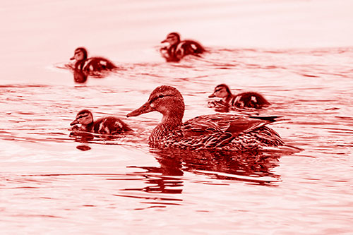 Ducklings Swim Along Mother Mallard Duck (Red Shade Photo)