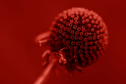 Dying Globosa Billy Button Craspedia Flower (Red Shade Photo)