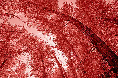 Early Autumn Trees Curving Among Sunlight (Red Shade)
