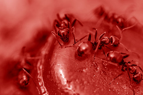 Excited Carpenter Ants Feasting Among Sugary Food Source (Red Shade Photo)