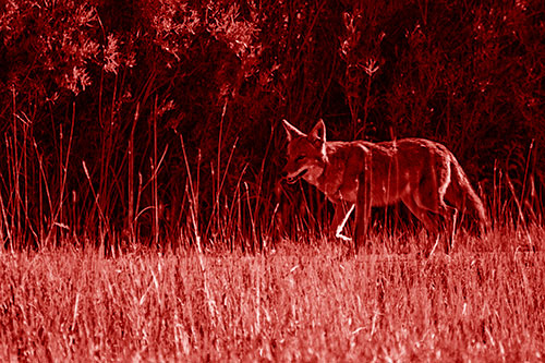 Exhausted Coyote Strolling Along Sidewalk (Red Shade Photo)