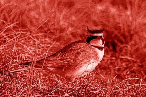 Eye Contact With A Horned Lark (Red Shade Photo)