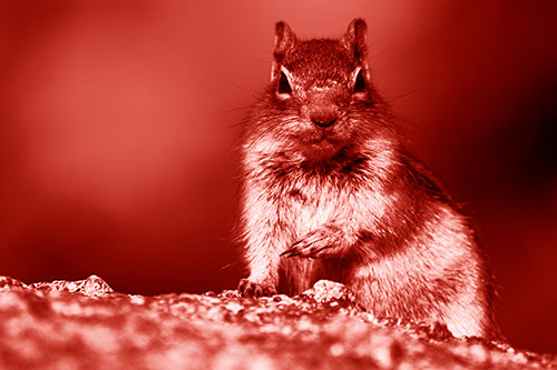 Eye Contact With Wild Ground Squirrel (Red Shade Photo)