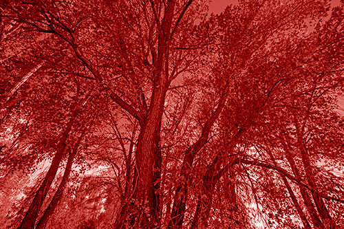 Fall Changing Autumn Tree Canopy Color (Red Shade Photo)