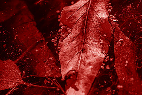 Fallen Autumn Leaf Face Rests Atop Ice (Red Shade Photo)